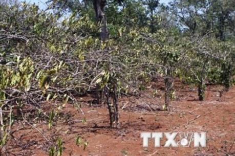 Chi 231,5 tỷ đồng để hỗ trợ các địa phương khắc phục hậu quả hạn mặn