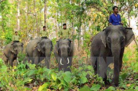 Dừng chuyển đất rừng để xây Nhà máy Thủy điện Đrăng Phôk