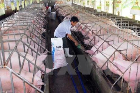 Phản hồi về vụ lợn nhiễm chất cấm tuồn vào lò mổ ở Bình Dương