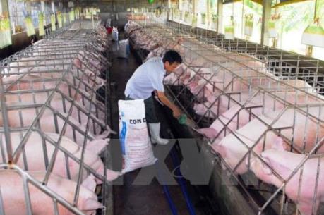 Cảnh báo tình trạng chăn nuôi lợn ồ ạt