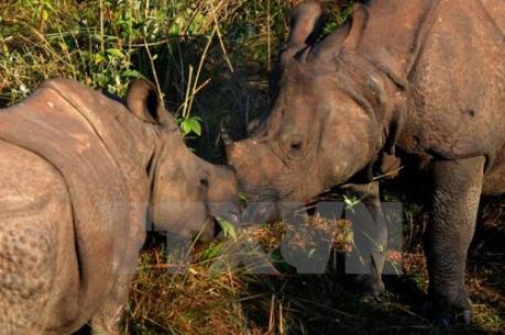 Nam Phi áp đặt lại lệnh cấm buôn bán sừng tê giác