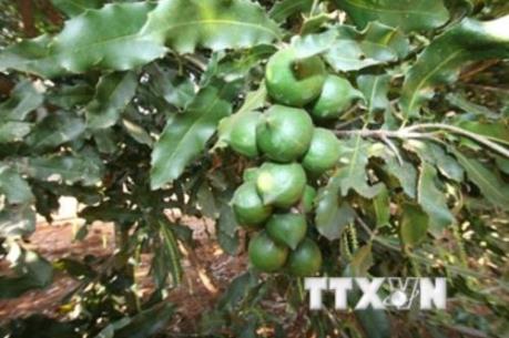 Thủ tướng chỉ đạo đánh giá hiệu quả sản xuất của cây mắc ca