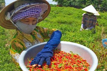Giá ớt cuối vụ bất ngờ tăng cao