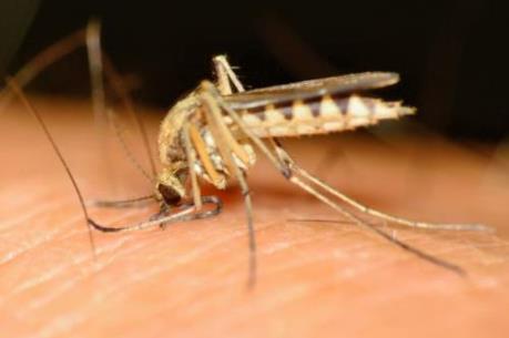WHO hối thúc châu Âu đề phòng lây nhiễm virus Zika trong dịp Hè