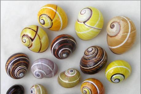 Cuba nỗ lực bảo vệ loài ốc “đẹp nhất Trái Đất”