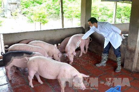 Đừng để mất hình ảnh ngành chăn nuôi