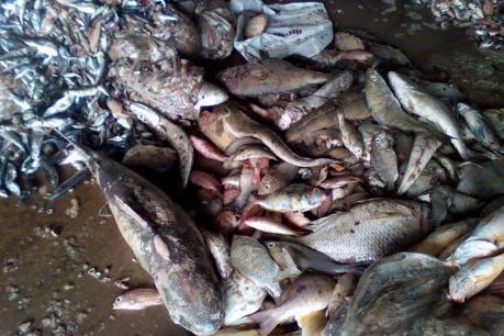 Nghiêm cấm sử dụng, kinh doanh, tiêu thụ thủy, hải sản chết bất thường