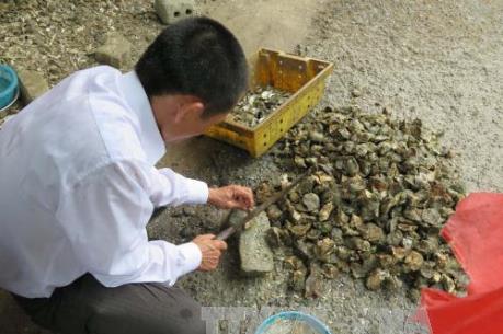 Hàu ở đầm Lập An, Lăng Cô bảo đảm an toàn thực phẩm