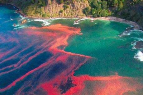 Thủy triều đỏ làm chết hàng tấn ngao ở Chile