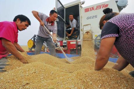 An ninh lương thực của Trung Quốc ở mức báo động