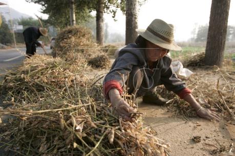 Trung Quốc ngừng trợ giá ngô nông dân chuyển sang trồng đậu tương
