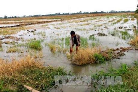 Trên 30.000 ha đất sản xuất nông nghiệp ở Cà Mau bị xâm nhập mặn