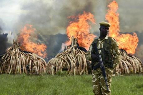 Kenya tiêu hủy hơn 100 tấn ngà voi và sừng tê giác