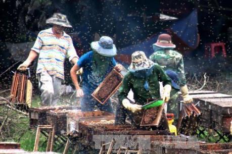 Hoa Nhãn nở, làng nuôi ong nhộn nhịp vào vụ