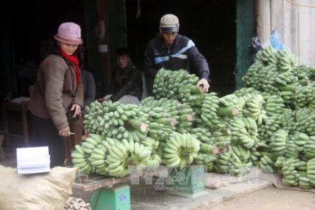 Chuối xuất khẩu của Việt Nam gia nhập thị trường Nhật Bản