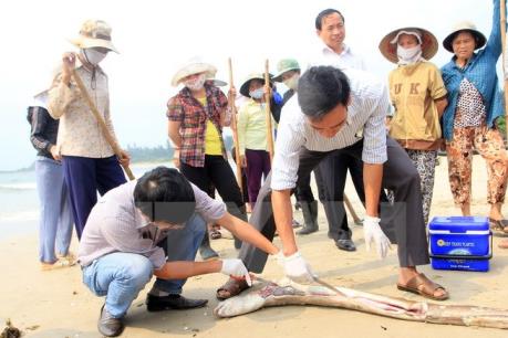 Kết quả xét nghiệm hải sản ở Hà Tĩnh sau vụ cá chết hàng loạt
