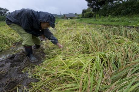 Nhật Bản sản xuất thóc gạo giá rẻ để xuất khẩu