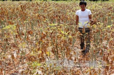 Nhật Bản hỗ trợ Việt Nam quản lý sâu bệnh hại trên cây sắn