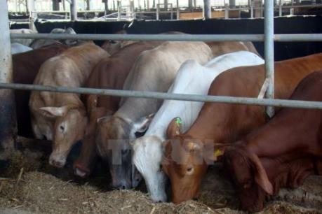 Thịt bò Úc tại Việt Nam: Cung đang vượt cầu