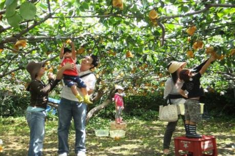 Các điểm du lịch vườn hút khách ở Vĩnh Long