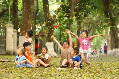 Đẹp mơ màng mùa sấu thay lá