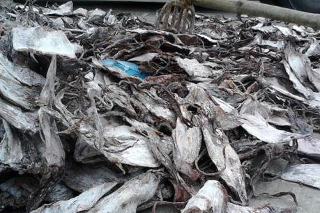 Thanh Hóa: Bắt vụ vận chuyển thực phẩm bẩn lớn nhất từ trước tới nay