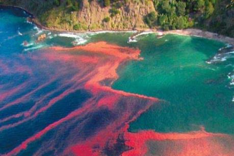 Chile thiệt hại hàng triệu USD mỗi ngày do thủy triều đỏ