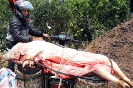 Cao Bằng xử lý cơ sở giết mổ lợn chết