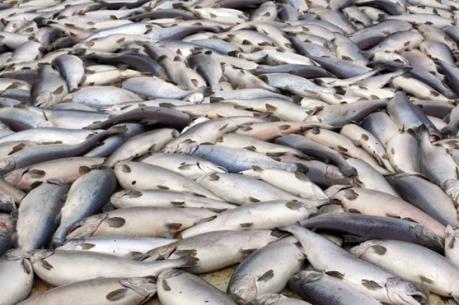 20 tấn cá mòi chết dạt vào bờ biển miền Nam Chile