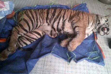 Bắt giữ đối tượng vận chuyển trái phép cá thể hổ đông lạnh