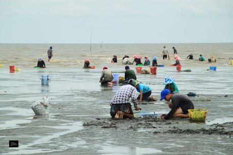 Thái Bình: Không có chuyện hải sản chết trôi dạt vào bờ biển Cồn Vành