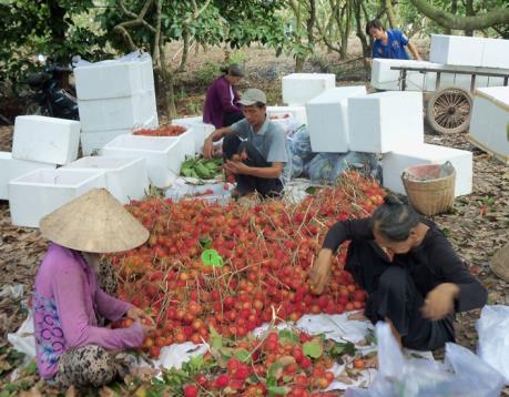 Chôm chôm đặc sản Cầu Kè trước nguy cơ “xóa sổ”