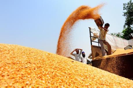 Sản lượng gạo châu Á sụt giảm mạnh