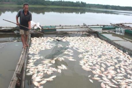 Xác định nguyên nhân cá chết hàng loạt ở khu vực biển Nghi Sơn