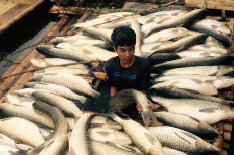 Cá chết trên sông Bưởi: Mía đường Hòa Bình đền bù hơn 1,4 tỷ đồng cho dân