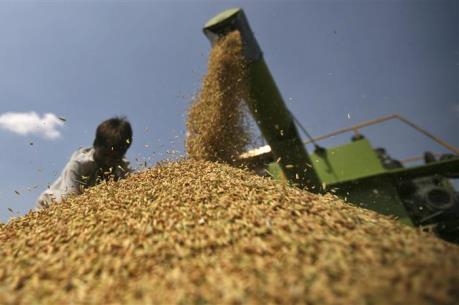 Giá lương thực thế giới tăng nhẹ trong tháng Tư