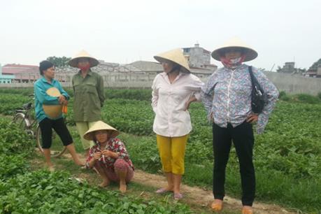 Yêu cầu VTV xử lý nghiêm lỗi vi phạm về phóng sự "Cây chổi quét rau"