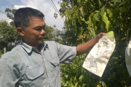 Sử dụng túi bọc trái cây hoàn toàn phù hợp với tiêu chí GAP