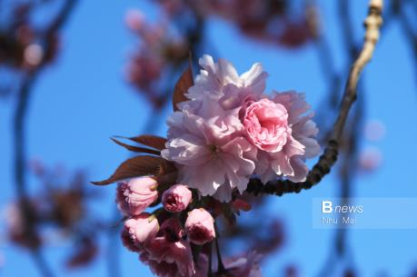 Mùa Xuân nước Anh đẹp dung dị