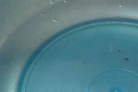 Ninh Bình lập đoàn kiểm tra để xác định “sinh vật lạ” trong nước sinh hoạt