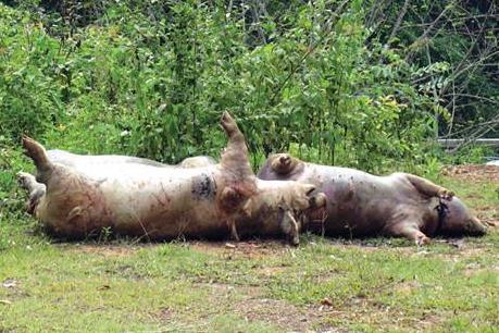 Kinh hoàng phát hiện gần chục điểm vứt lợn chết tại Cao Bằng