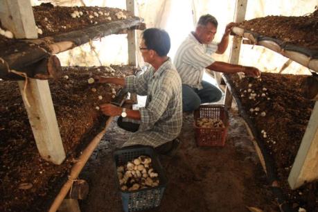 Độc đáo cách người Thái Lan thích ứng với biến đổi khí hậu (P2)