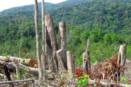 Kon Tum đã xác minh được các đối tượng phá rừng ở Đăk Glei