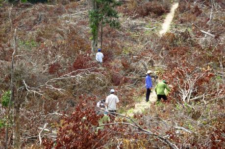 Phóng sự ảnh phá rừng nghiêm trọng ở Phú Yên