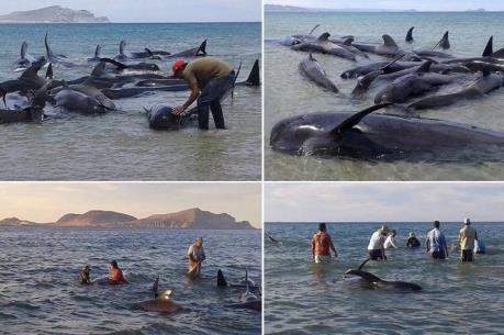 Nguyên nhân hàng chục con cá voi chết tại bờ biển Mexico