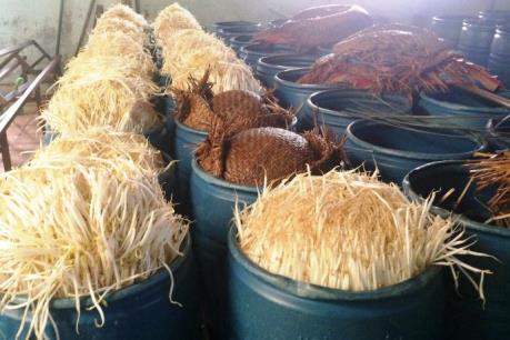 Phát hiện cơ sở ngâm ủ giá "siêu tốc" bằng hóa chất