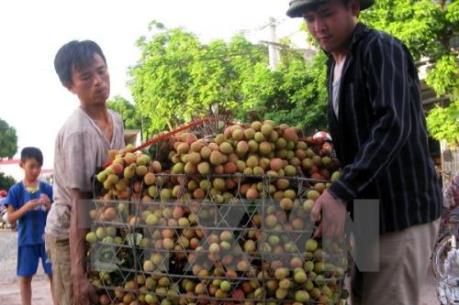 Vải thiều Lục Ngạn tìm đường sang thị trường Trung Đông