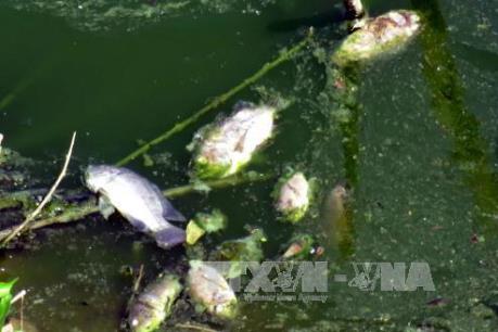 Xuất hiện cá chết bất thường trên hạ lưu sông Hinh (Phú Yên)