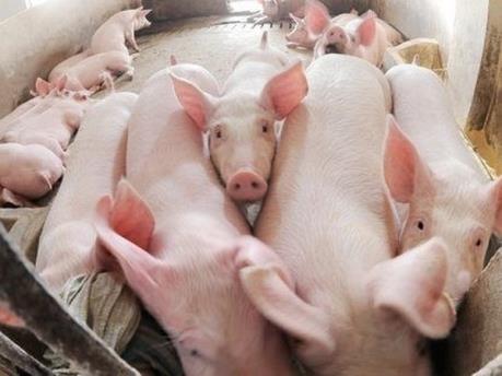 Xuất khẩu lợn sống qua cửa khẩu phụ sẽ gặp khó khăn