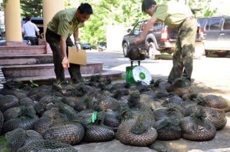 Săn bắt, buôn bán trái phép tê tê sẽ bị phạt tù tới 15 năm